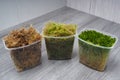 Sphagnum moss in a container Royalty Free Stock Photo