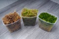 Sphagnum moss in a container Royalty Free Stock Photo
