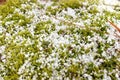 Sphagnum Moss Covered in a Fresh Layer of Graupel Snow in Spring