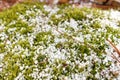 Sphagnum Moss Covered in a Fresh Layer of Graupel Snow in Spring Royalty Free Stock Photo