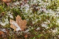 Sphagnum Moss, Grass, and a Brown Maple Leaf Covered in a Dusting of Graupel Snow in Spring