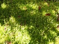 Sphagnum moss Royalty Free Stock Photo