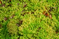 Sphagnum moss Royalty Free Stock Photo