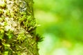 Sphagnum moss grows on a tree. Macro. Copyspace Royalty Free Stock Photo