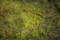 Sphagnum moss on an Irish bog. Royalty Free Stock Photo