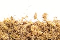 Sphagnum moss isolated on white background. Copy space Royalty Free Stock Photo