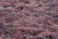Sphagnum moss pattern