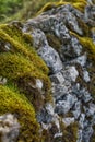 Sphagnum moss, growing on shaded drystone wall. Background. Royalty Free Stock Photo