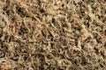 Sphagnum moss used for plant propagation Royalty Free Stock Photo