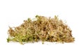 Sphagnum moss used for plant propagation, orchid spoil or terrariums on white background Royalty Free Stock Photo
