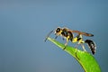 Sphecidae Royalty Free Stock Photo