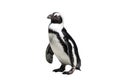 Spheniscus demersus - African penguin Royalty Free Stock Photo