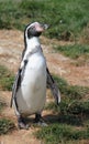 Spheniscus humboldti penguin