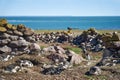 Spheniscus magellanicus a group of magellanic penguins sitting in their nests Royalty Free Stock Photo