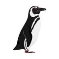 Spheniscus magellanicus - Magellanic penguin - Lateral view