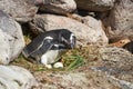 Spheniscus magellanicus magellanic penguin is sitting in its nest on isla pinguino at the coast of Argentina in Patagonia Royalty Free Stock Photo