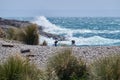 Spheniscus magellanicus Magellanic Penguins at the cabo dos bahias in Patagonia Royalty Free Stock Photo