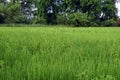 Sphenoclea sp., broadleaf weed in rice field Royalty Free Stock Photo