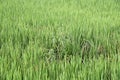 Sphenoclea sp., broadleaf weed in rice field Royalty Free Stock Photo