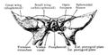 Sphenoid Bone at Birth from Before, vintage illustration