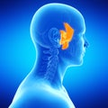 the sphenoid bone Royalty Free Stock Photo