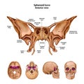 Sphenoid bone. With the name and description of all sites