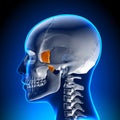 Sphenoid bone - Skull / Cranium Anatomy Royalty Free Stock Photo