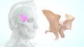 Human Skeleton Skull Bone - Sphenoid Bone Royalty Free Stock Photo