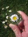 Sphere Ball Magic. Crystal  ball. flower into the ball Royalty Free Stock Photo