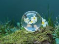 Sphere, crystal ball, lens ball with white primrose Royalty Free Stock Photo