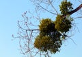 Sphere shaped mistletoe grown on large tree in the spring.