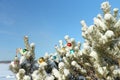 Spheres on snow Royalty Free Stock Photo