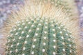 Spheric cactus in Latin called parodia leninghausii is a species from South America.