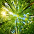 Spheric panorama in a forest, magnificent upwards view to the treetops Royalty Free Stock Photo