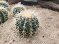 Spherical cactus, Barrel cactus, Succulent plants. Royalty Free Stock Photo