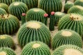 The spherical cactus Royalty Free Stock Photo