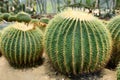 The spherical cactus Royalty Free Stock Photo