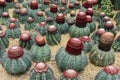 The spherical cactus Royalty Free Stock Photo