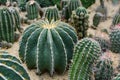 The spherical cactus Royalty Free Stock Photo