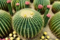 The spherical cactus Royalty Free Stock Photo