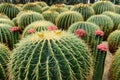 The spherical cactus Royalty Free Stock Photo