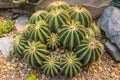 Spherical cactus Ecuador Royalty Free Stock Photo