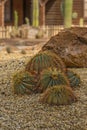 Spherical cactus golden Barrel in the desert Royalty Free Stock Photo
