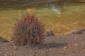 spherical cactus in the wet sand near the pond Royalty Free Stock Photo