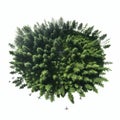 A spherical cluster of dense green pine trees resembling a small planet Royalty Free Stock Photo