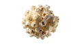 A spherical cluster of popcorn kernels features popped corn with various shapes Royalty Free Stock Photo