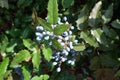 Spherical blue berries of Oregon grape-holly Royalty Free Stock Photo