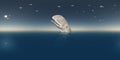 Spherical 360 degrees seamless panorama with sperm whale and seagulls Royalty Free Stock Photo