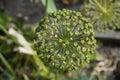 spherical garlic in the garden - close-up garnet ball leek
