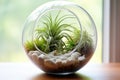 a spherical glass terrarium filled with air plants